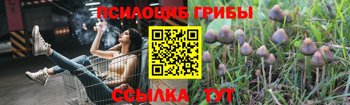 Псилоцибиновые грибы Psilocybe  Вход с VPN  Ялуторовск 